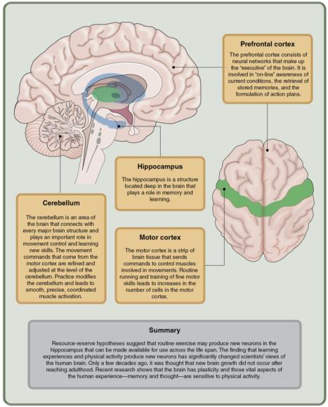 GMUnder5s's tweet photo. "Physical activity, performed in the right way, may prepare, or prime, children to learn" #PhysicalDevelopment
Facinating read from @Human_Kinetics
👇
https://t.co/0YlqESTncY
#ItsNotRocketScienceItsNeuroscience
#LetsGetEmMoving https://t.co/jC7mmm5PHj