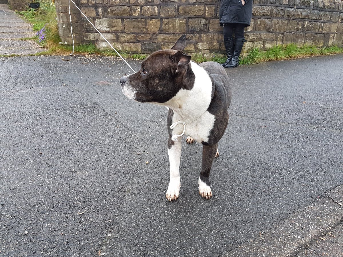 Does anyone know who this male Staffordshire Bull Terrier belongs too, we currently have him on Gapsick Lane Clowne. Please call 101and ask for PCSO Galley