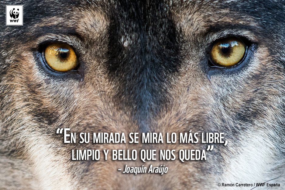 WWFespana's tweet photo. El "protocolo" para matar lobos en Picos de Europa es un grave ataque al bien común, a la ciencia y a la esencia de nuestros Parques Nacionales. Seguiremos luchando hasta su retirada @mapamagob @RevillaMiguelA @javier_asturias @jcyl #LoboSí https://t.co/TCQnWxnqiO
