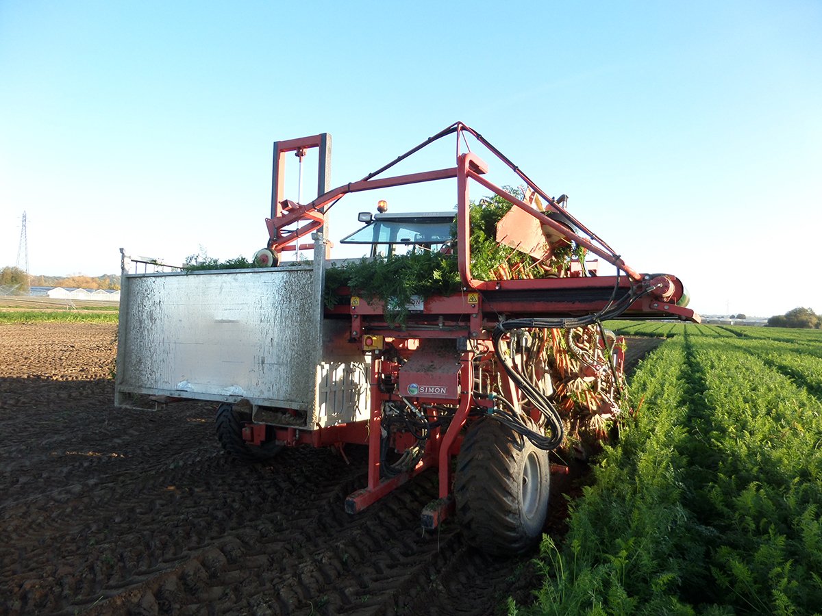 SimonGroup_'s tweet photo. We introduce you a new product in 2018, with the arrival of the S3F, you will be able to harvest the carrots tops in bunches! By being attentive to the market, we know that it is a real consumer expectation. It will also save you time and manpower! #simongroup #carrots #harvester https://t.co/ymtNnQD3uI