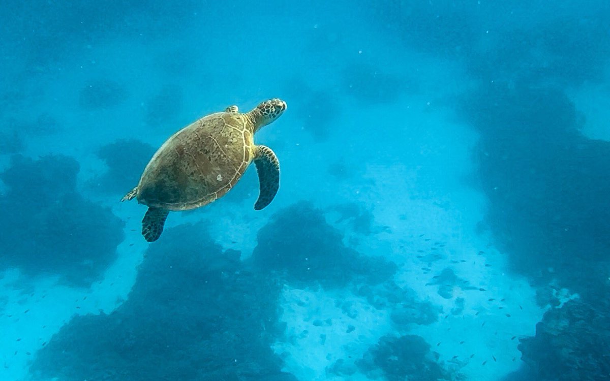 TeiganNash's tweet photo. Exploring more of what @Queensland has to offer! Today @LadyElliotGBR #AussieNewsToday @Australia #SeeAustralia https://t.co/RxfcH3Oucg