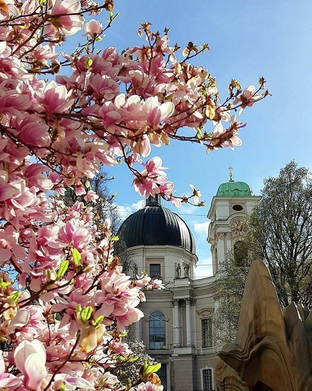 salzburg_info's tweet photo. The magnolias bloom at its best πΈ do you know where in Salzburg? π
#visitsalzburg #salzburg #magnolia #wonderful_places #salisburgo #salzburgo #discoveraustria #citybestpics #feelaustria #mytravelgram #traveldiary #citylove #instacool
#earthgram #c⦠https://t.co/elPwk48Vbn https://t.co/d3qsMMbyn5