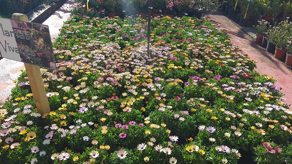 jardindalmau's tweet image. ¿Sabes que #Producimos el 80% de nuestras #Plantas? #PlantasKm0 #Primavera #Visítanos