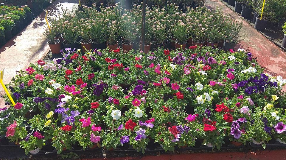 jardindalmau's tweet image. ¿Sabes que #Producimos el 80% de nuestras #Plantas? #PlantasKm0 #Primavera #Visítanos