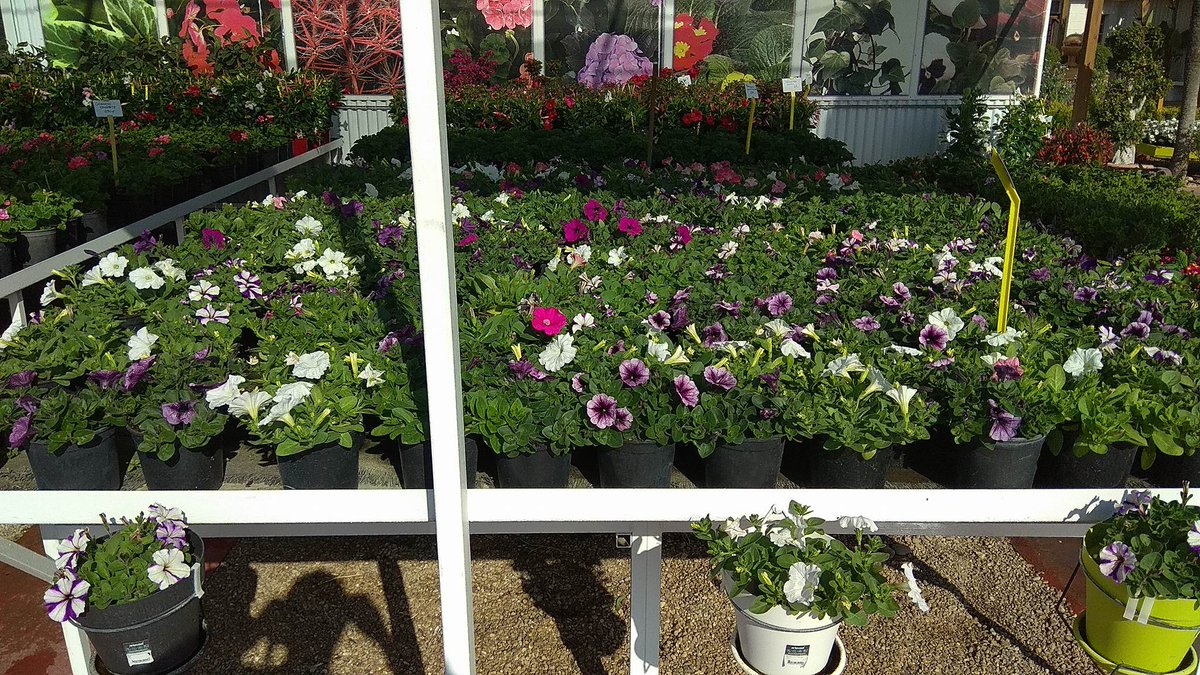 jardindalmau's tweet image. ¿Sabes que #Producimos el 80% de nuestras #Plantas? #PlantasKm0 #Primavera #Visítanos