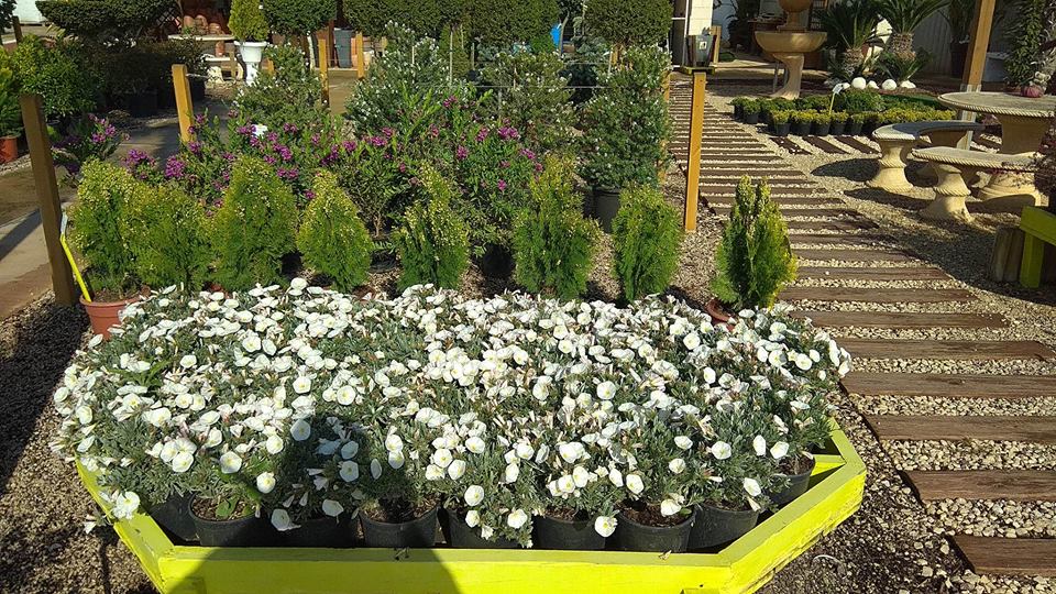 jardindalmau's tweet image. ¿Sabes que #Producimos el 80% de nuestras #Plantas? #PlantasKm0 #Primavera #Visítanos