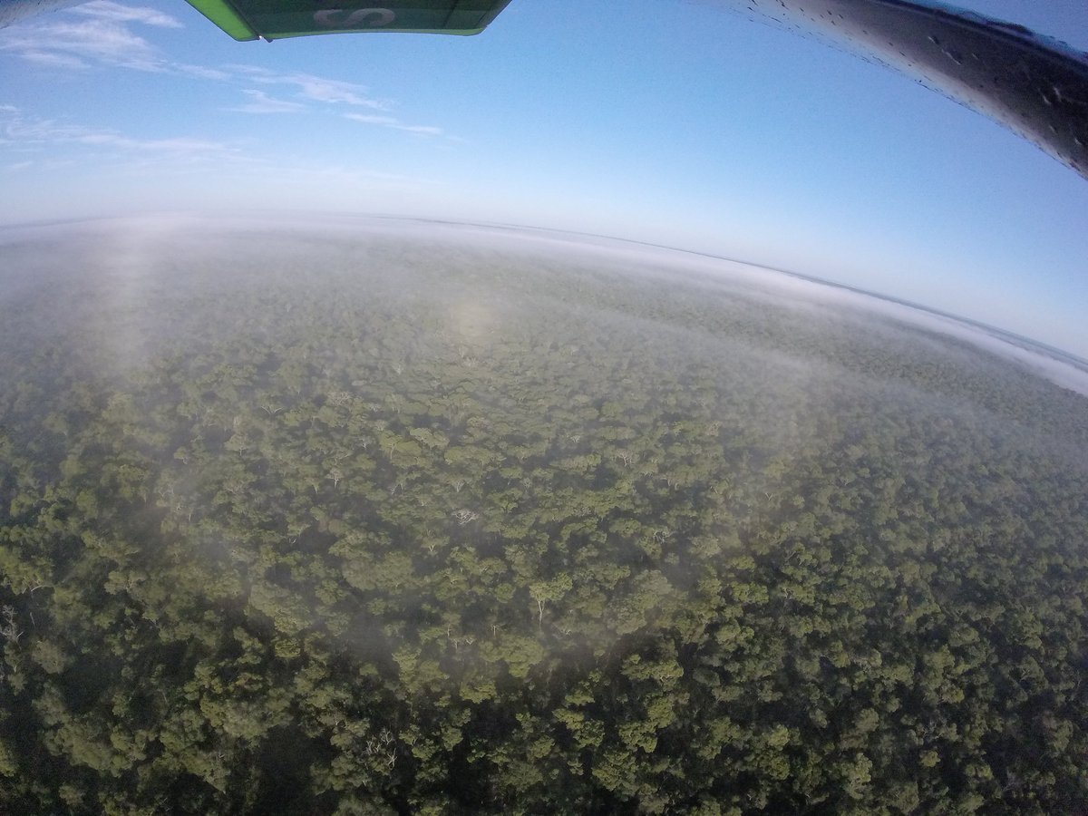 chipasha4's tweet photo. Misty morning! #kafuenationalpark #zambiatourism #bushpilot #bathawkpilot! https://t.co/V84ZjzwmWG