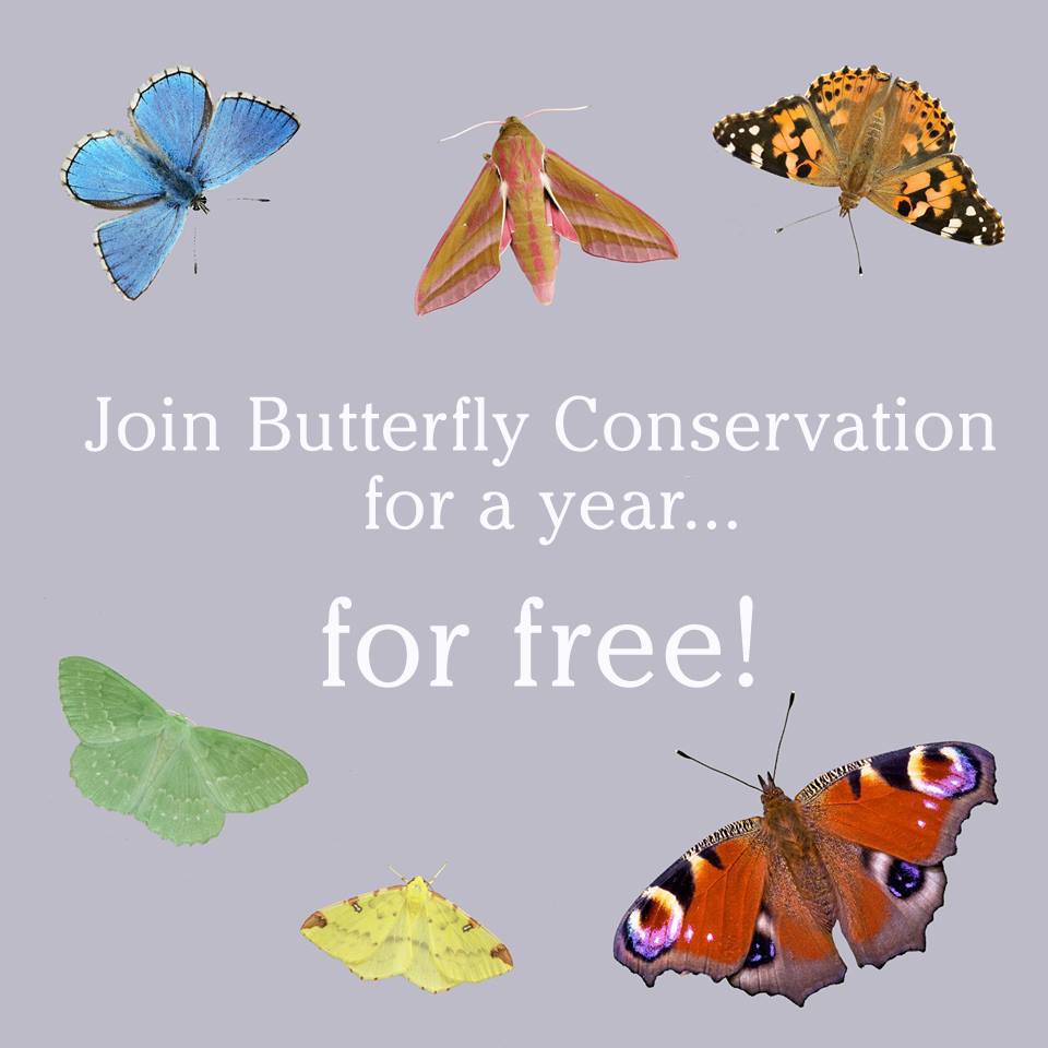 savebutterflies's tweet photo. Join Butterfly Conservation for FREE! 🦋 Lift your spirits with a year’s free membership #FridayFeeling

https://t.co/ylsnREg8Bs https://t.co/yeXScsx2zV