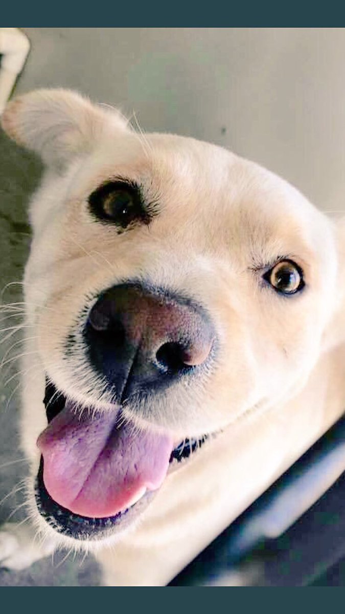 Plan a visit to your local rescue shelter this weekend, where your new best friend is waiting for you . #adopt #rescue #LucysLaw <a href="/pupaid/">Pup Aid 2026</a>