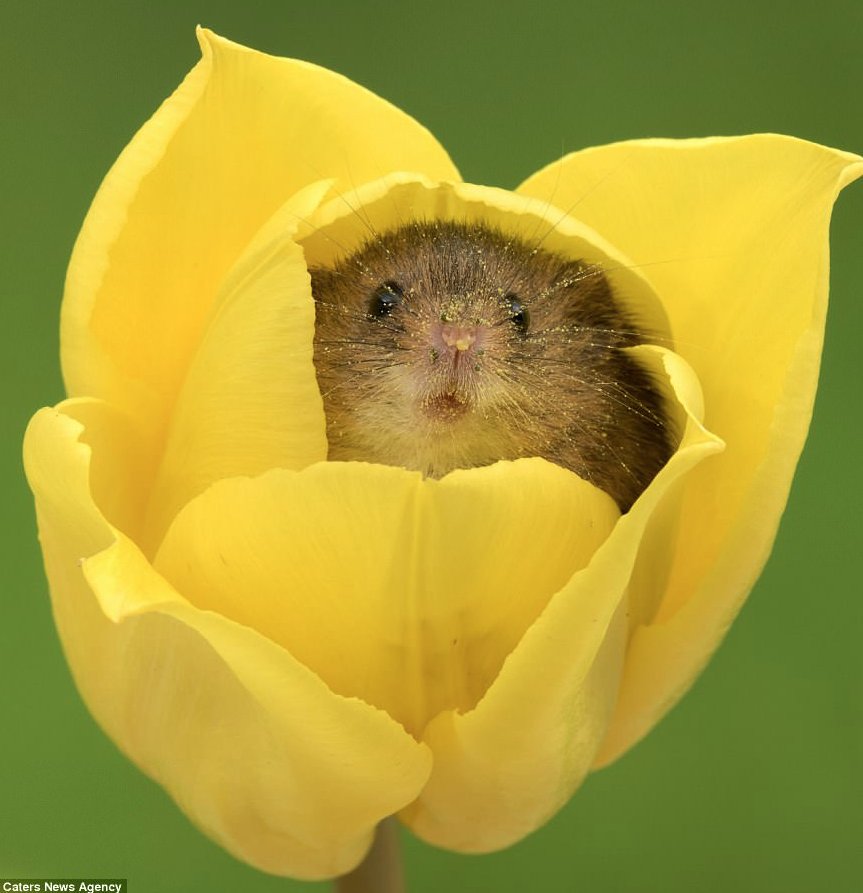 'I'll come back out when the sun does...'
#love #spring #dating 🐭 🌷 🌼 🌞 💘