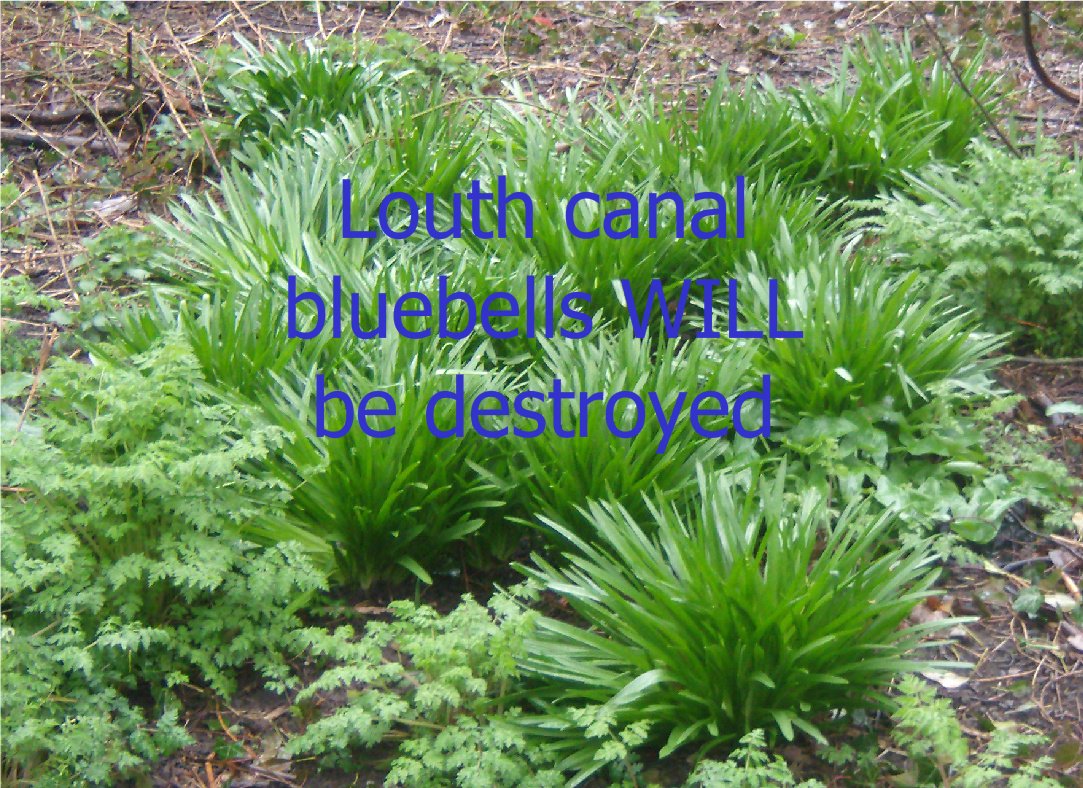 janeairpoetry's tweet photo. Louth canal bluebells WILL be destroyed by the development along Louth canal. Trees are being chopped down today - the birds have nowhere to go #TheresaMay #Louthcanalblubells #bluebells #housingpolicy #TedderHall #EastLindseycouncil #Lincolnshirewildlifetrust https://t.co/ZBoMbK0yRR