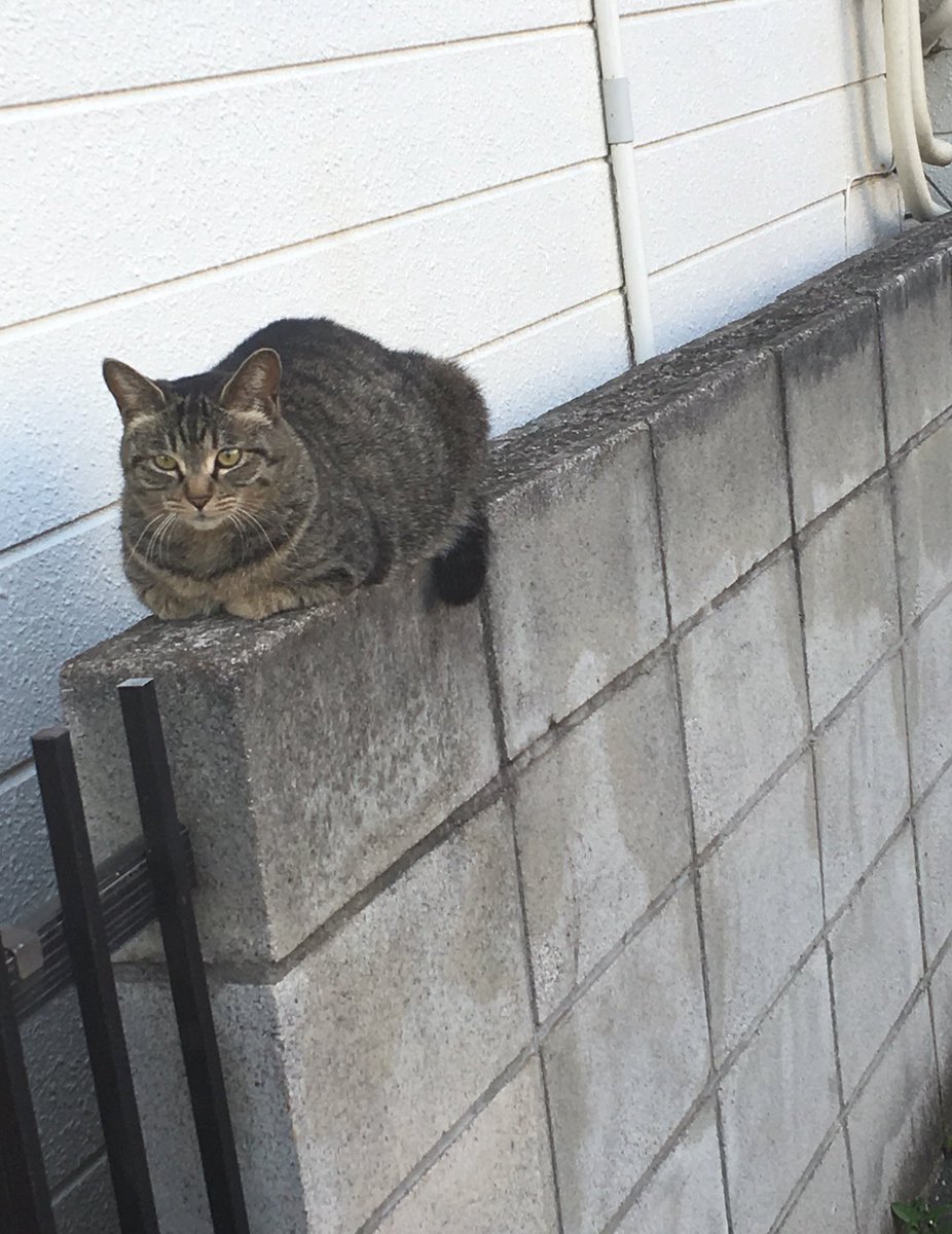 塀の上に猫さんがいた 1時間後 同じ場所に同じポーズの別猫さん 被っていた猫を1枚脱いだ決定的瞬間 Togetter 塀の上に猫さんがいた 1時間後 同じ場所に同じポーズの別猫さん 被っていた猫を1枚脱いだ決定的瞬間 Togetter