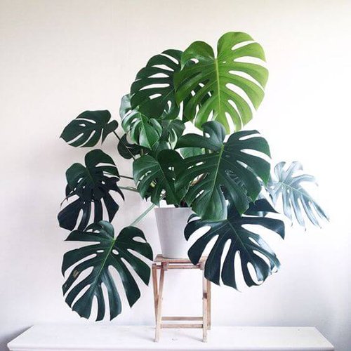 afancyhome_'s tweet photo. BRING THE PLANTS INSIDE (with minimal effort please!) 🌵

https://t.co/u8nKe7zOOT https://t.co/2B2MAXK4in