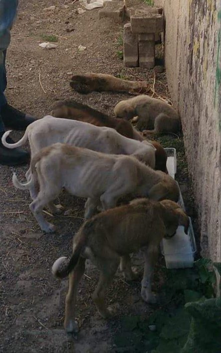 ttubtub's tweet photo. Çankırı/Çerkeş Mama Desteği 
0505 010 45 60 
Fotoğraflarda da durumlari çok belli bir deri bir kemikler. Aşağıdaki linkten bütçenize göre hayatta kalma çabalarina destek olur musunuz🙏 
https://t.co/gZYGuUpUui https://t.co/Wd0ESCHatj