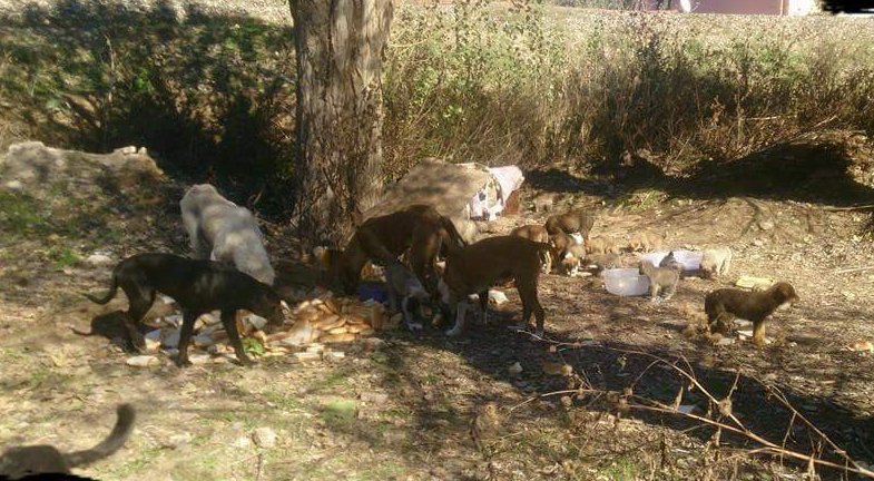 ttubtub's tweet photo. Çankırı/Çerkeş Mama Desteği 
0505 010 45 60 
Fotoğraflarda da durumlari çok belli bir deri bir kemikler. Aşağıdaki linkten bütçenize göre hayatta kalma çabalarina destek olur musunuz🙏 
https://t.co/gZYGuUpUui https://t.co/Wd0ESCHatj