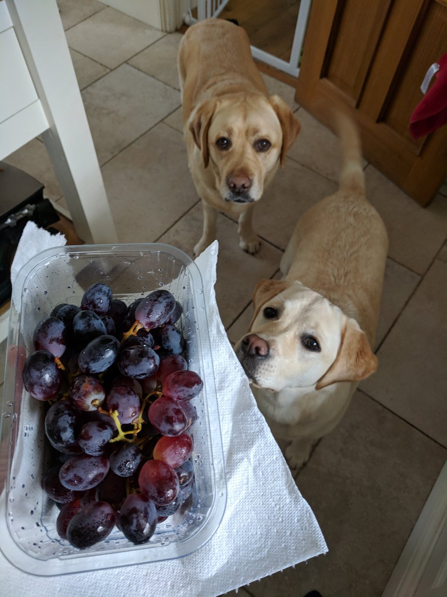 davephillips_io's tweet image. I&apos;ve been lied to @GavinFree @RoosterTeeth