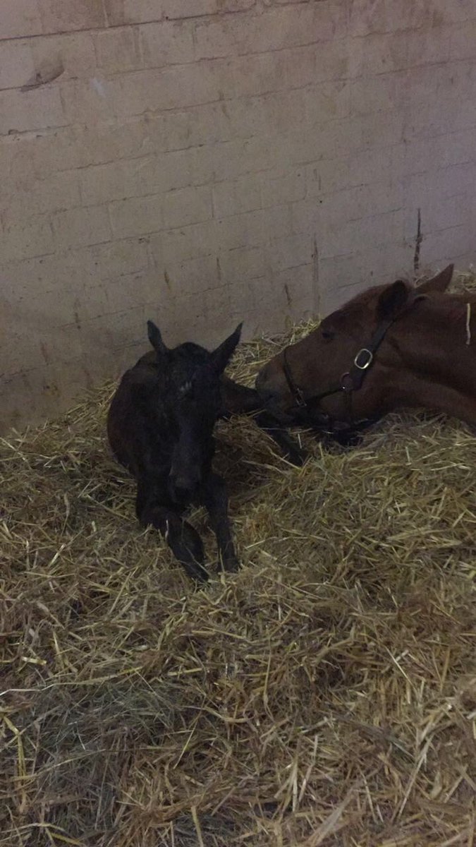 Australian Bloodstock tweet media