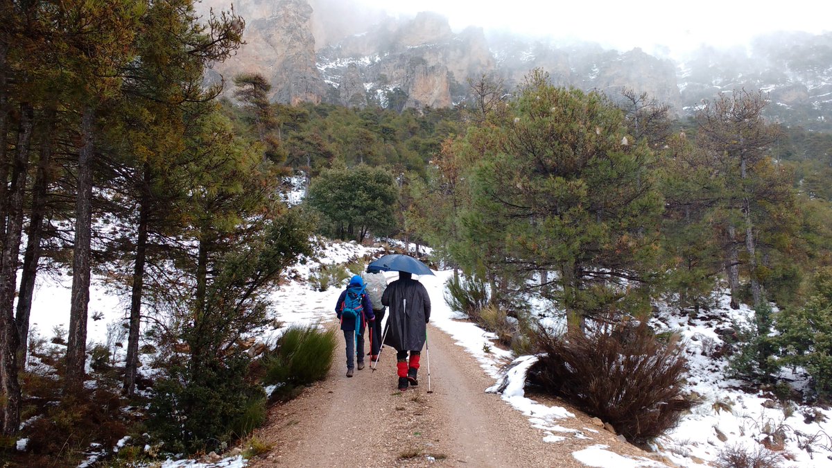 OldGrowth_UHU's tweet photo. Esta semana estamos en campo realizando los muestreos del proyecto @OldGrowth_UHU @FBiodiversidad @uhu_global 🌲 en compañia del fotógrafo y documentalista #ManuTrillo https://t.co/bmuOWzzDJu
