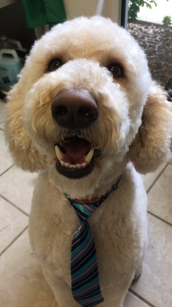 PPRLakeNorman's tweet photo. Bows and Ties for the pups in grooming!!! Don’t they look the sweetest! Make an appointment today!! #PetParadiseLKN #DogGrooming #cuteascanbe https://t.co/Si07xC8UIA