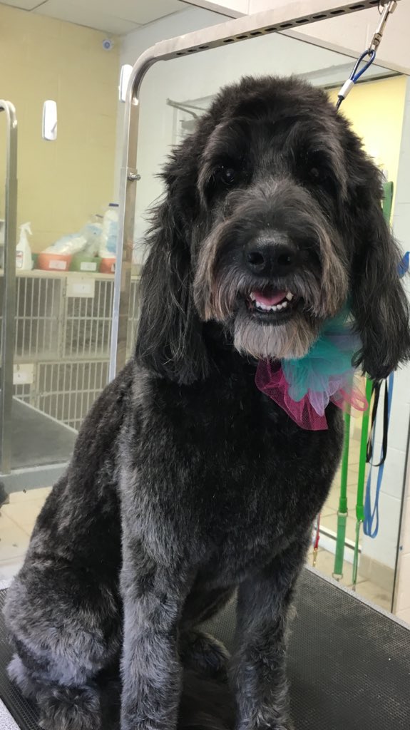 PPRLakeNorman's tweet photo. Bows and Ties for the pups in grooming!!! Don’t they look the sweetest! Make an appointment today!! #PetParadiseLKN #DogGrooming #cuteascanbe https://t.co/Si07xC8UIA