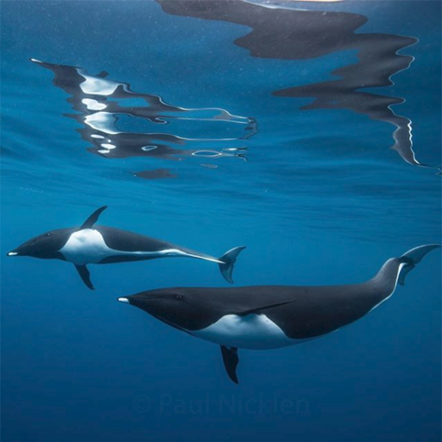 On a tant à apprendre des animaux 🐋 Nous vous avons déjà parlé du Body positionning, en voilà certains qui n'ont rien à envier au positionnement du corps des plus grands champions 😄 
@natgeo #MindBodySwim #SwimEvasion #Animal #Cute #SpeedoFrance #Natation #Nager #Swimming #Swim