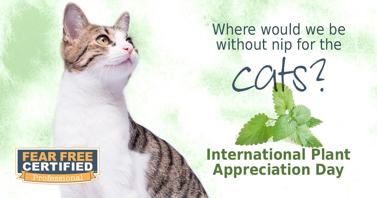 Happy International Plant Appreciation Day! #Catnip #Petsafeplants #Internationalplantappreciation #Fearfreevet #RBPH #Weloveourpets #weloveourpets