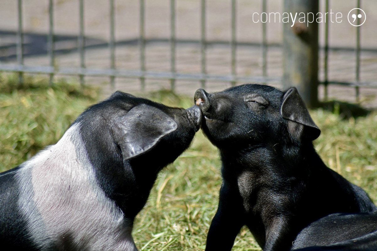 comayaparteblog's tweet photo. ¡Feliz #DiaDelBeso!
Después de un #beso siempre va una #sonrisa 💋😊
#DiaInternacionalDelBeso https://t.co/gpz7vZlYUn