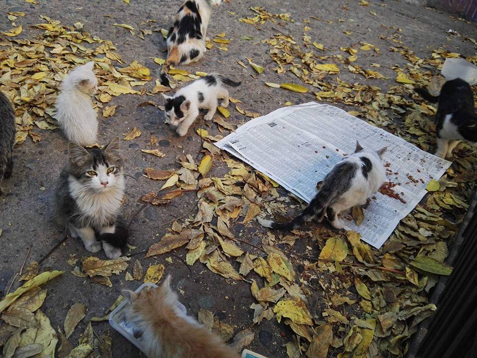 rescatefelino's tweet photo. ALGUN VOLUNTARIO QUE PUEDA IR ALIMENTAR A LA COLONIA DE HERRERA ENTRE  SAN PABLO Y ROSAS,,, !!!!!!!! SE NECESITA QUE ALGUIEN SE COMPROMETA 1 O 2  DIAS A LA SEMANA !!!!!!!!!! https://t.co/7hOAmY5amz