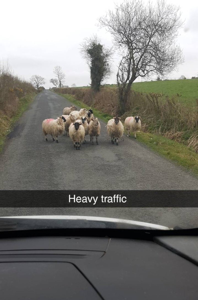 moocallofficial's tweet photo. Alan from Moocall got caught in a stampede... #agtwitter #farming #agtech #agpic #farmlife #agvocate #sheep #SheepOfTheWeek https://t.co/fLR3j64wBm