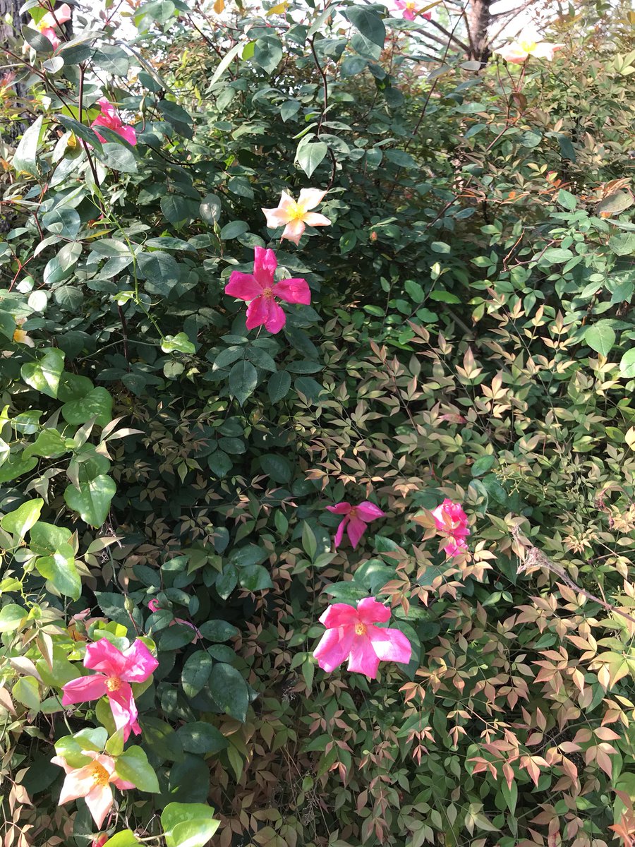 Clark Gardens tweet media