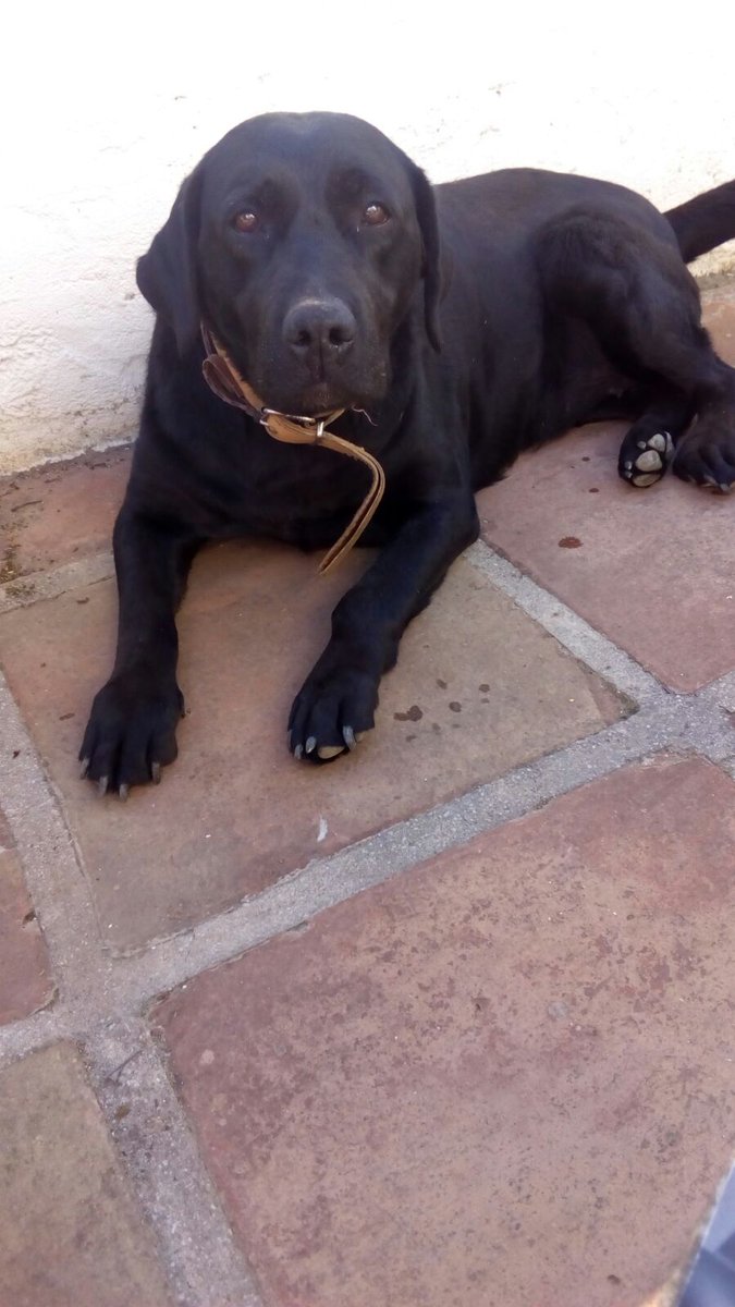 idalmac46's tweet photo. Acabo de perder a Tina, por la zona de Retamar, de Alhaurín de la Torre  (Málaga). Es muy noble e importante para la familia. 
Si alguien pudiera darnos alguna pista sobre su localización, se lo agradecería mucho. Teléfono...665 30 77 75. Preguntar por Mariajo.  GRACIAS. https://t.co/hKG2oMGXft