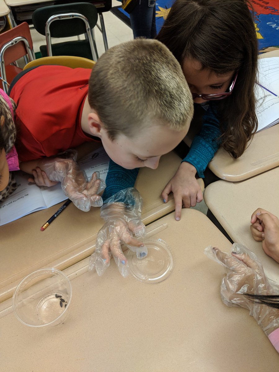 mrsbuglar1's tweet photo. The bugs have arrived!!! Oh, the squeals of nervousness and excitement were too funny this morning! #assetscience #organisms https://t.co/tAqzY1d8ZQ