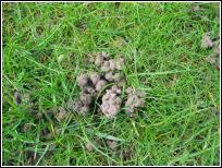 CastClear's tweet image. If you get the chance to check out your lawns this weekend and spot lots of Earthworm casts, remember that there is help to hand in suppressing the worm casting activity without harming the worms CastClear.co.uk  Over 450 Garden Centre retail stockists and online too.