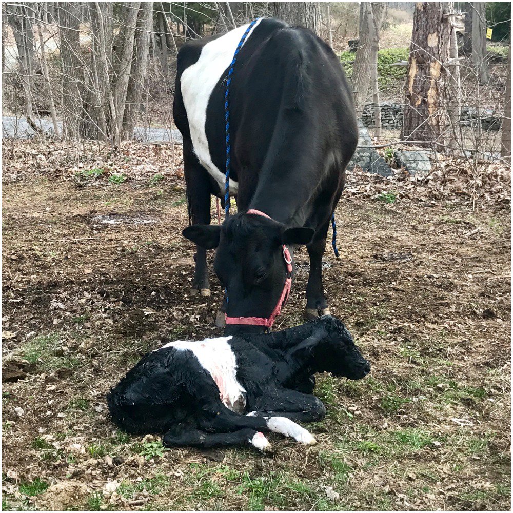 moocallofficial's tweet photo. Sister Telchilde Hinckley sent in this pic of her newest Moocall calf. Luckily the big bull calf didn't need assistance despite being a week late! She calved 1.5 hrs after Moocall's 2nd notice. #agtwitter #agvocate #agpic #farmlife #calves https://t.co/WBybTpixwd