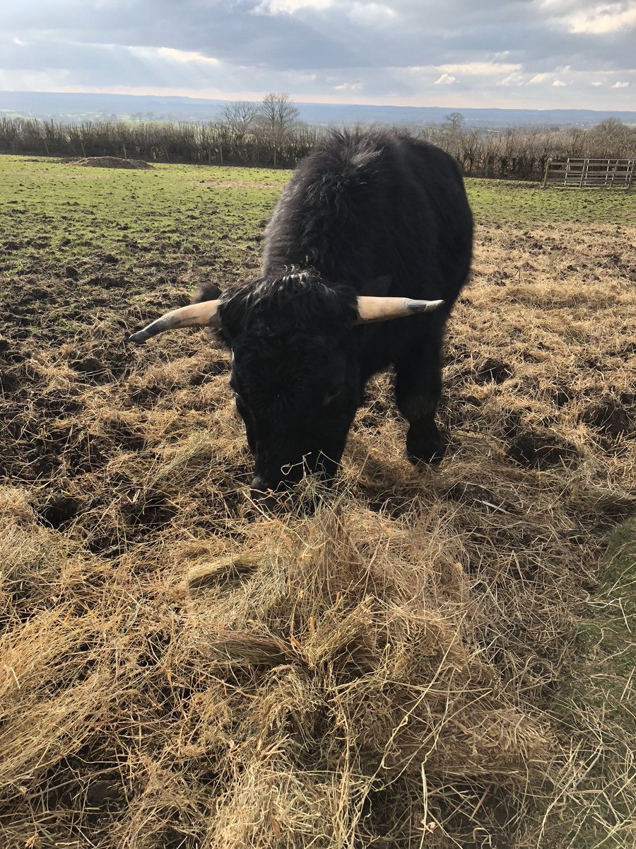 The wait is over! Our next fantastic foodie feast is........... ‘Holy Cow’

2 weeks from now - Friday 27th April £45 a ticket, extremely limited spaces..... Call 01929 505029 to book.

#gotbeef #wemeatagain #dexter #beef #Crabapple #popup #HelloEm #HelloCarlos #HelloDave