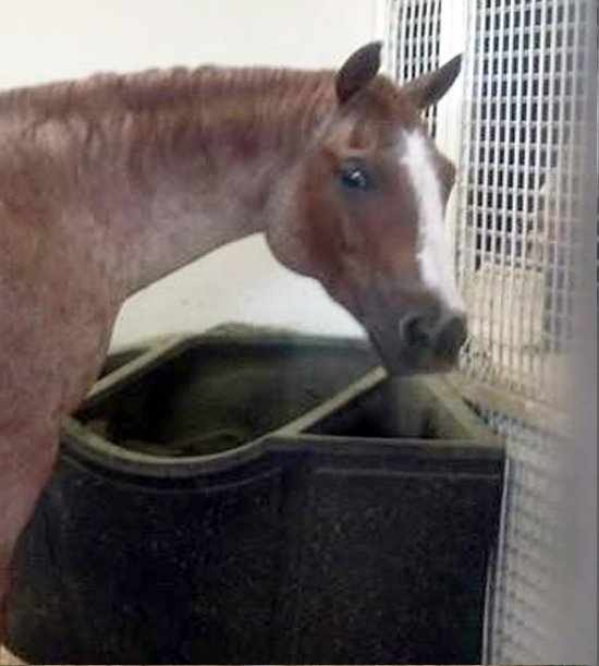 Feedyourhorsethewaynatureintended Hashtag On Twitter