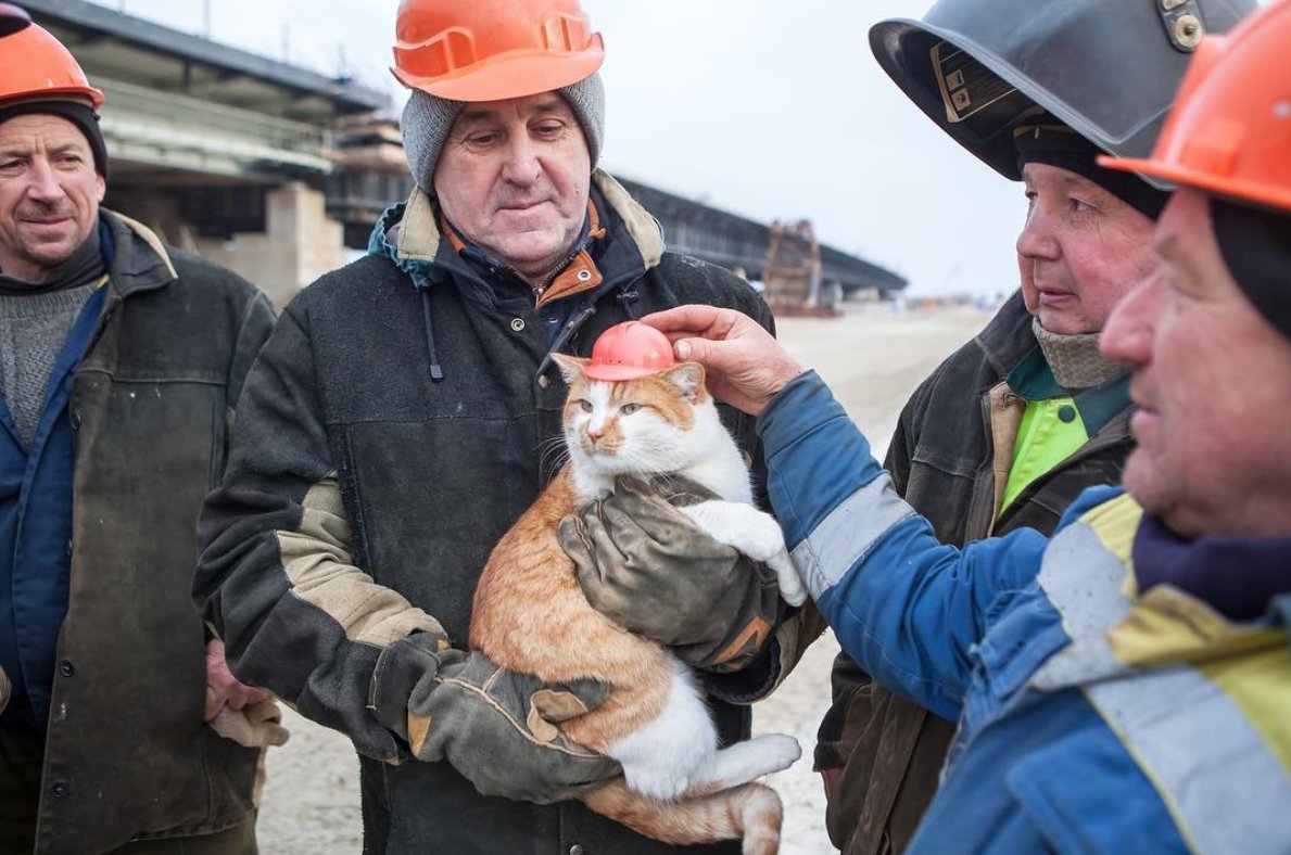 GEGAsieSepten's tweet photo. 13. Ces pages sont pleines de photos enthousiasmantes et de nouvelles encourageantes. Un chat recueilli sur le chantier est même devenu une mascotte célèbre (près de 25 000 followers sur Instagram). Voici #Mostik (en russe "petit pont") https://t.co/fCwOllukIN