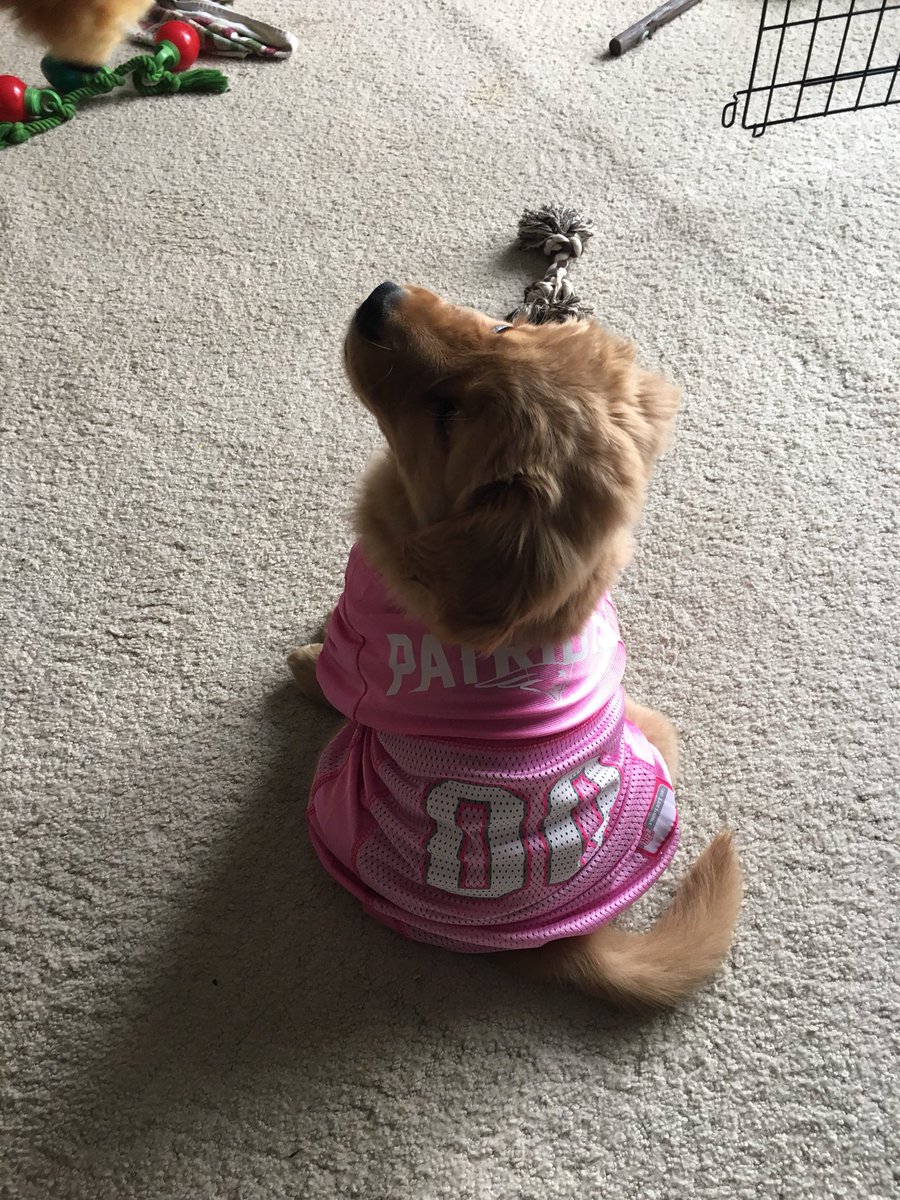 bblonddii's tweet photo. Sally’s first @Patriots jersey! ❤️🏈🐾
#GoldenRetriever #TwoMonthOld #NewEnglandPatriots #Sally https://t.co/XwuoHeJFYm