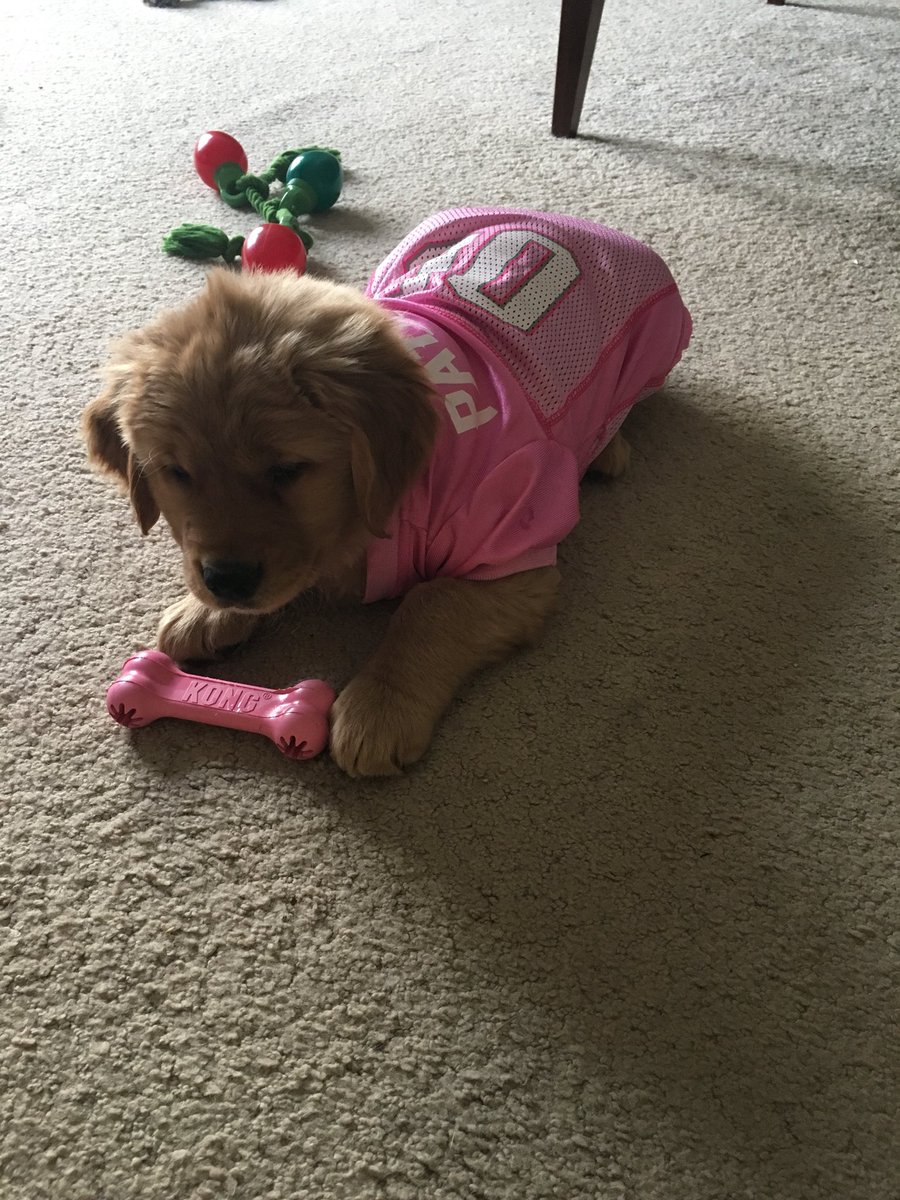 bblonddii's tweet photo. Sally’s first @Patriots jersey! ❤️🏈🐾
#GoldenRetriever #TwoMonthOld #NewEnglandPatriots #Sally https://t.co/XwuoHeJFYm