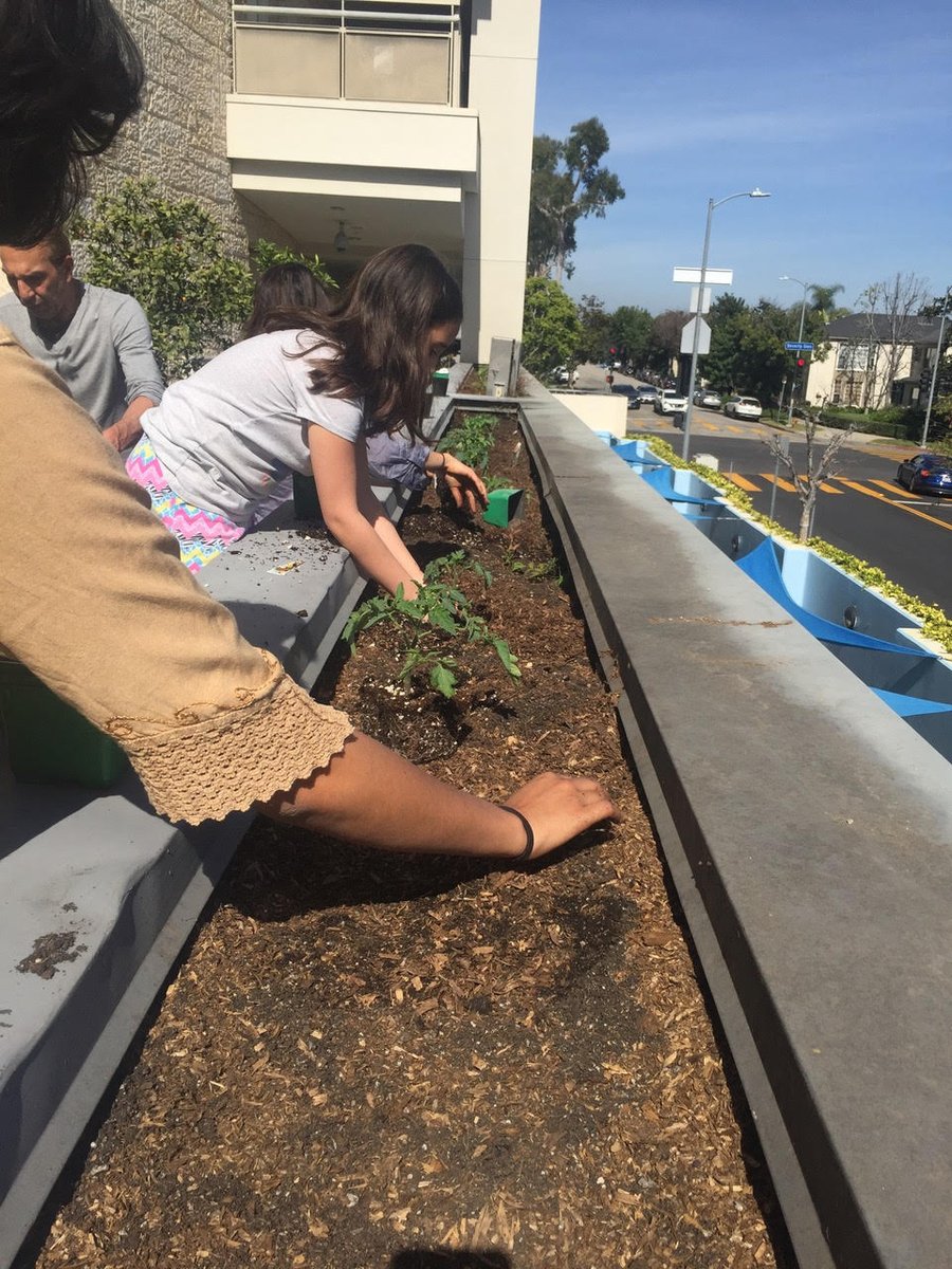 GoodFoodLA's tweet image. #FreetheFoodFriday: @NetiyaLA launched an intergenerational Green Team! Students of all ages work alongside parents &amp;amp; staff to plant the Lainer School’s Spring garden. The team is gearing up to process #foodwaste from school lunches to feed the growing garden! #freethefood