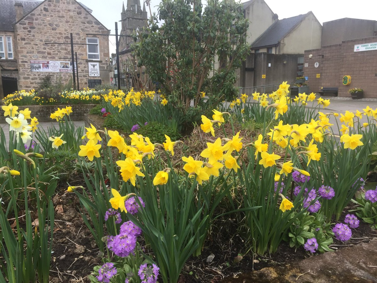 ForresinBloom's tweet photo. Lovely spring colour throughout town.  Just need spring weather https://t.co/Ntm5itarcc