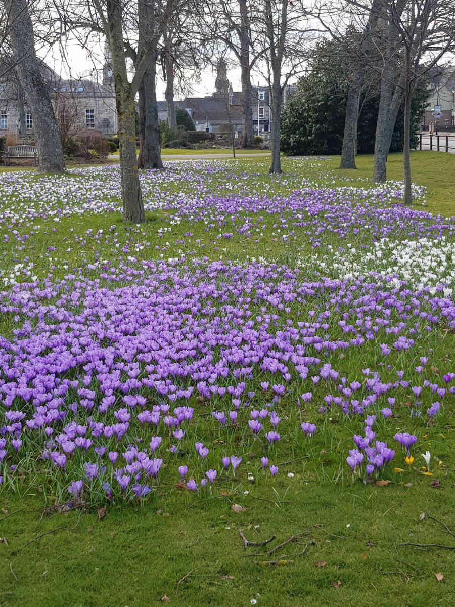 ForresinBloom's tweet photo. Lovely spring colour throughout town.  Just need spring weather https://t.co/Ntm5itarcc