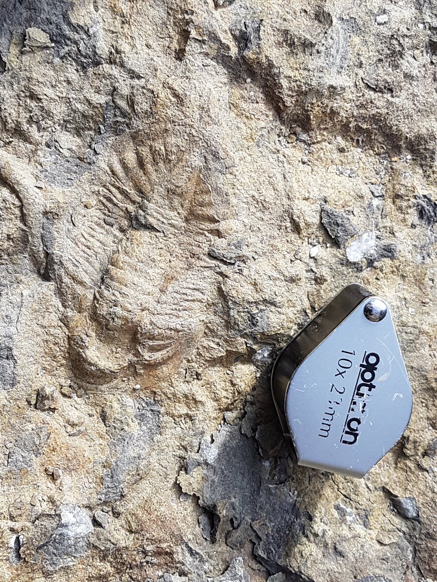 mikaelcalner's tweet photo. #FossilFriday Nice trilobite found by LU student this week in the Middle Ordovician Komstad Limestone.
@igcp653 @lunduniversity @Natursidan https://t.co/F44fgddc9j