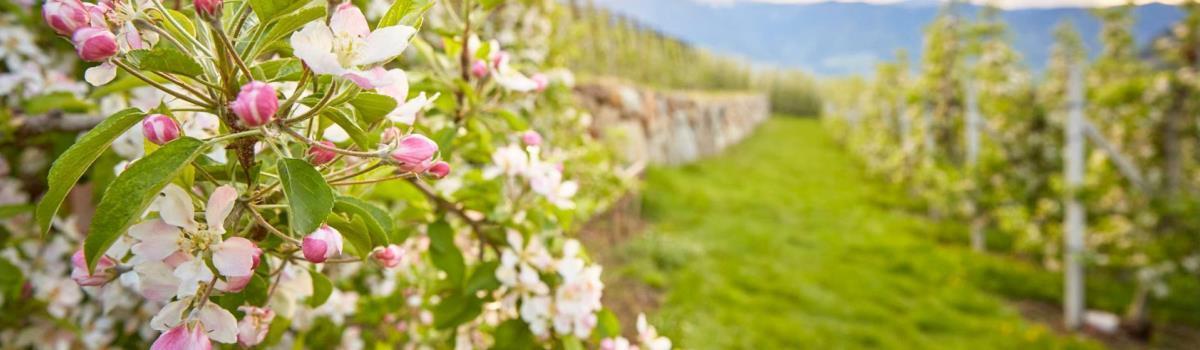 😲Jedes Jahr ein wunderbares Schauspiel der Natur: Die Apfelblüte in Südtirol! 💮🍏 suedtirolerapfel.com/de/infothek/ak…