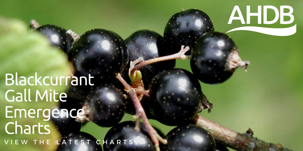 AHDB_Hort's tweet photo. The latest #blackcurrant #gallmite emergence charts are now available on the website, click here: https://t.co/5wQBhjUBFE https://t.co/e9WvKS4vG9