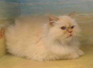 Siamese Angels On Twitter A Flame Point Persian Mix Age Gender