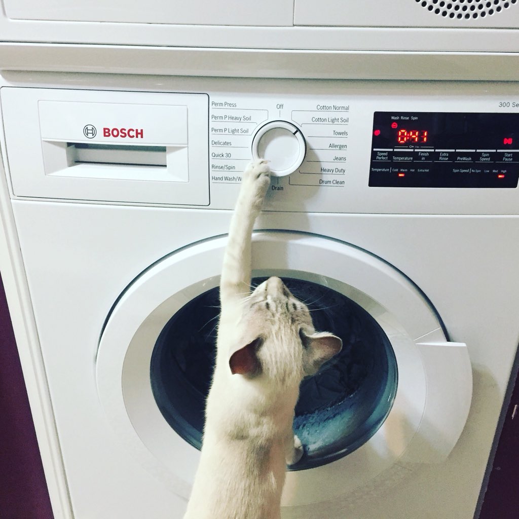 KMMargaret's tweet photo. Great washing machine @BoschAppliances - even the cat likes to do the laundry! https://t.co/soJs96hKn7