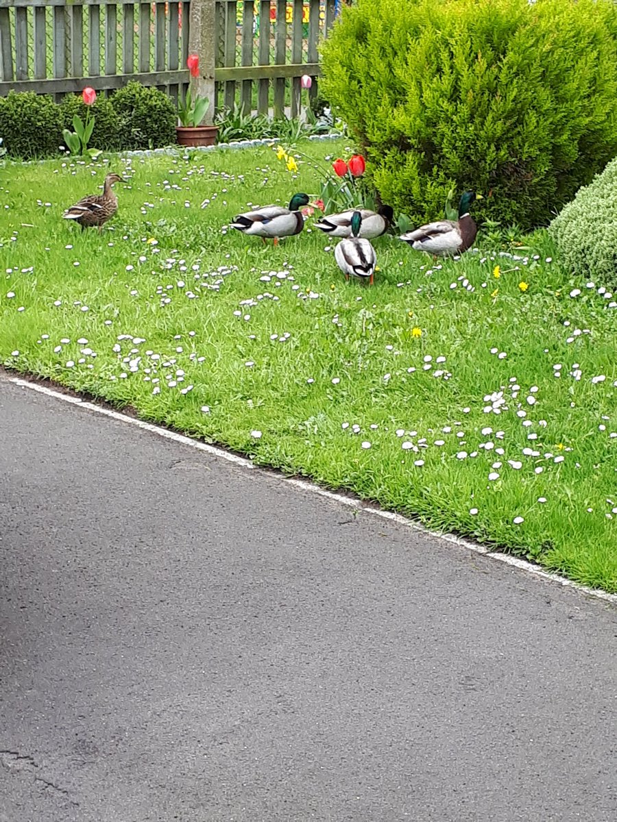 HiSSueK1's tweet photo. Visitors coming to one of our Supported Hosing schemes at Chichester Close in Burnham on Sea this morning; giving our customers here something to watch #Luckyladyoutwiththeboys #goteamHiS https://t.co/OahgQkIAHL