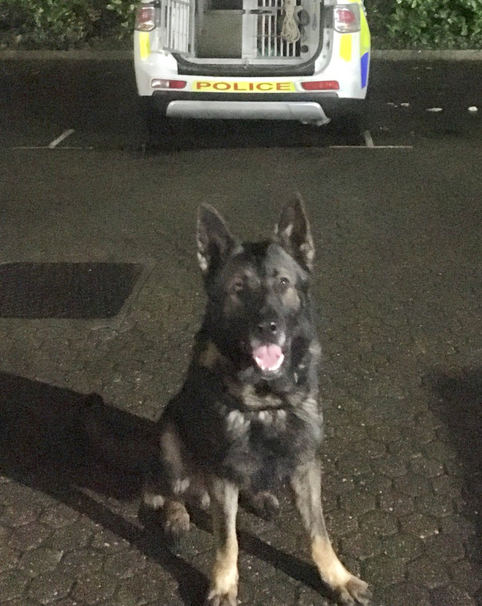 PD__Gus's tweet photo. Robber tries to steal 🙍‍♀️👜 but she fights back. @TVP_Reading officers get a cracking containment on a suspect who’s garden hopping. Guess who else is good at garden hopping?......🙋‍♂️🐕. 11 gardens later &amp; robber is in custody! #teamwork #thenoseknows #DontDitchTheDogs https://t.co/sMNtVoYTeK