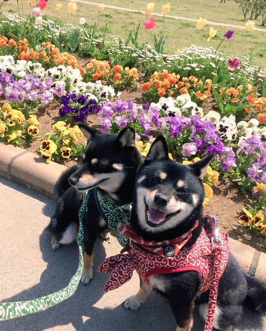 花の似合う子達 